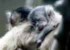 動物図鑑・フサオマキザル 4